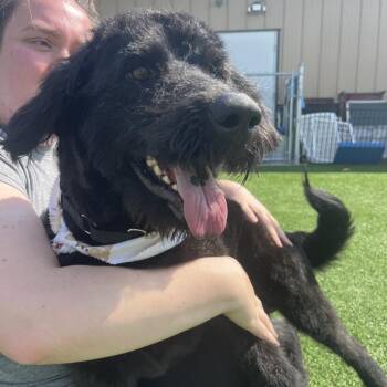 Si -  Black Labrador Retriever and Standard Poodle Dog for Adoption in La Grange, Kentucky - Si | PetCurious