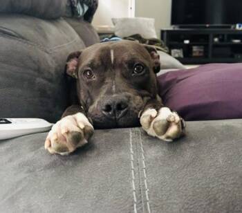 Broo - Courtesy Cupid -  Pit Bull Terrier Dog for Adoption in Milwaukee, Wisconsin - Broo - Courtesy Cupid | PetCurious