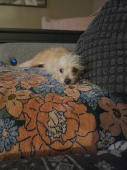 Norm -  Wheaten Terrier Dog for Adoption in Plymouth, Michigan - Norm | PetCurious