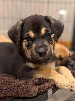 Labrador Retriever and German Shepherd Dog Dogs Available for Adoption - Logan The Lab Mix Puppy | PetCurious