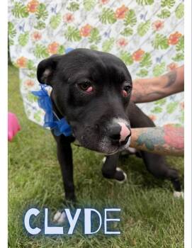 Clyde -  Pit Bull Terrier Dog for Adoption in Caro, Michigan - Clyde | PetCurious