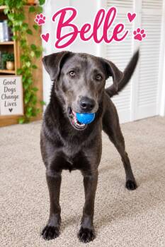 Belle -  Labrador Retriever Dog for Adoption in Sunbright, Tennessee - Belle | PetCurious
