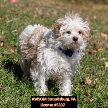 Peluche -  Havanese Dog for Adoption in Stroudsburg, Pennsylvania - Peluche | PetCurious