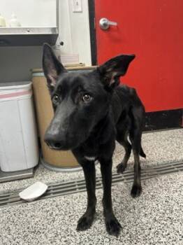 Reeses -  German Shepherd Dog and Mixed Breed Dog for Adoption in West Chester, Pennsylvania - Reeses | PetCurious