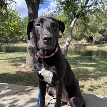 Rescue Black Labrador Retriever and Labrador Retriever Dogs for Adoption in Pflugerville, Texas - Ellie | PetCurious