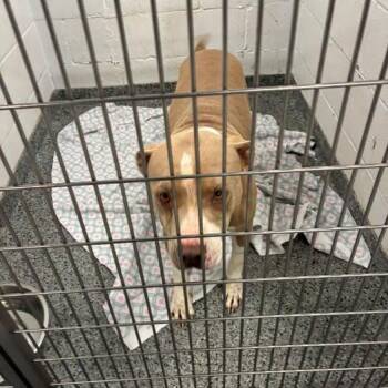 Gertie -  Mixed Breed Dog for Adoption in Jeffersonville, Indiana - Gertie | PetCurious