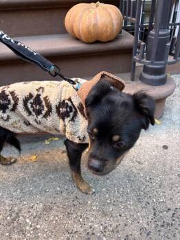 Almond Joy *FOSTER / FOSTER-TO-ADOPT NEEDED* -  Spaniel and Mixed Breed Dog for Adoption in New York, New York - Almond Joy *FOSTER / FOSTER-TO-ADOPT NEEDED* | PetCurious
