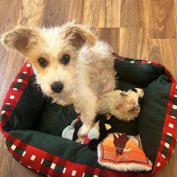 Yorkshire Terrier and Chinese Crested Dog Dogs Available for Adoption in Philadelphia, Pennsylvania - Sweetie | PetCurious