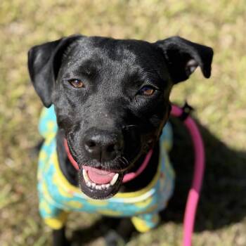Tia -  American Staffordshire Terrier and Black Labrador Retriever Dog for Adoption in Lucedale, Mississippi - Tia | PetCurious