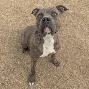 SNAT  Available NOW - ADOPTION or RESCUE! -  Mixed Breed Dog for Adoption in Nashville, North Carolina - SNAT  Available NOW - ADOPTION Or RESCUE! | PetCurious