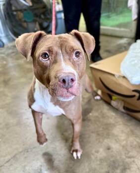 Rescue Mixed Breed Dogs for Adoption in Valparaiso, Indiana - Amy | PetCurious