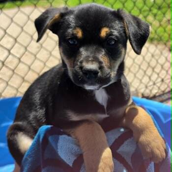 Pat Benatar -  German Shepherd Dog and Mixed Breed Dog for Adoption in Olathe, Kansas - Pat Benatar | PetCurious