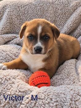 Victor -  Border Collie Dog for Adoption in Indianapolis, Indiana - Victor | PetCurious