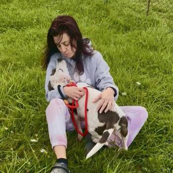 Pop Tart -  Pit Bull Terrier Dog for Adoption in Ferndale, Michigan - Pop Tart | PetCurious