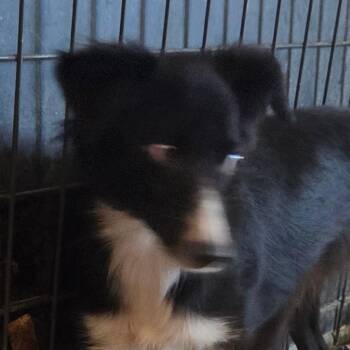Meeko (diamond) -  Mixed Breed Dog for Adoption in Leander, Texas - Meeko (diamond) | PetCurious