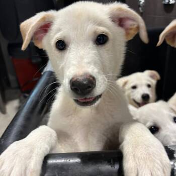 Elsa (Snowball Litter) -  Great Pyrenees and Mixed Breed Dog for Adoption in Tampa, Florida - Elsa (Snowball Litter) | PetCurious