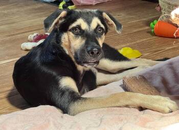 Onyx -  German Shepherd Dog Dog for Adoption in Kiowa, Oklahoma - Onyx | PetCurious