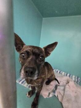 Mixed Breed Dogs Available for Adoption - Juliet | PetCurious