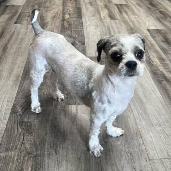 Shih Tzu and Mixed Breed Dogs Available for Adoption in Las Vegas, Nevada - Yoshi | PetCurious