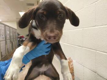 Labrador Retriever and Basset Hound Dogs Available for Adoption - SEDONA | PetCurious