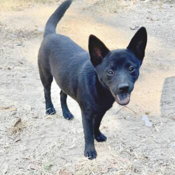 Percy -  Terrier and Chow Chow Dog for Adoption in Longview, Texas - Percy | PetCurious