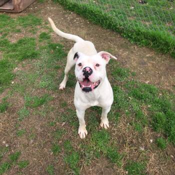 Mixed Breed Dogs Available for Adoption - Cicily | PetCurious