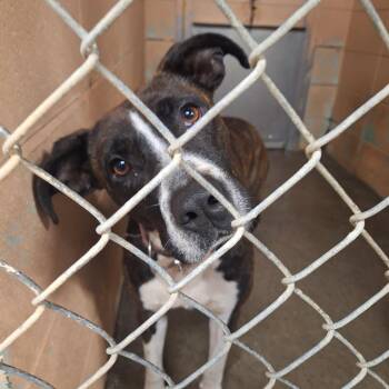Scotch -  Pit Bull Terrier Dog Available for Adoption in Gautier, Mississippi - Scotch | PetCurious