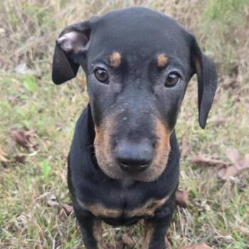 Rosie -  Boxer and Bulldog Dog for Adoption in Warrior, Alabama - Rosie | PetCurious