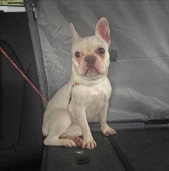 Rescue French Bulldog Dogs for Adoption in Klein, Texas - Cinderella | PetCurious