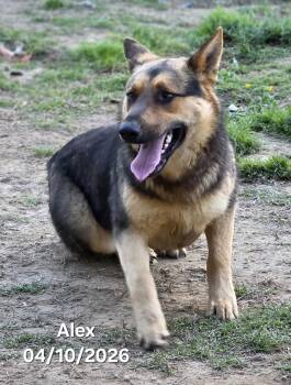 German Shepherd Dog Dogs Available for Adoption - Alex | PetCurious