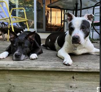 Rescue Australian Cattle Dog Blue Heeler and Pit Bull Terrier Dogs for Adoption - BETTY & BOOTSY (BONDED SENIOR SISTERS) | PetCurious
