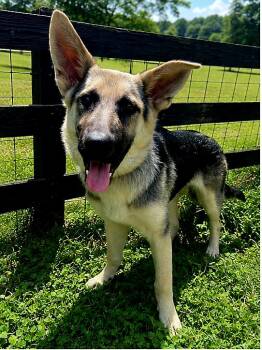 PUPPY RAQUEL -  German Shepherd Dog Dog for Adoption in Franklin, Tennessee - PUPPY RAQUEL | PetCurious
