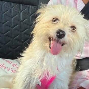 Hannah -  Terrier Dog for Adoption in Denver, Colorado - Hannah | PetCurious