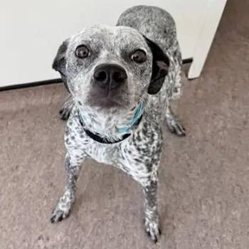 Piper -  Terrier Dog for Adoption in Brentwood, Missouri - Piper | PetCurious