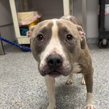 Vale -  Mixed Breed Dog for Adoption in Greenville, South Carolina - Vale | PetCurious