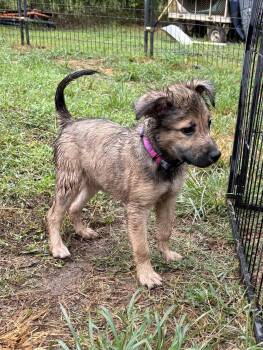 Rescue German Shepherd Dog Dogs for Adoption in Jay, New York - Ella Rose | PetCurious