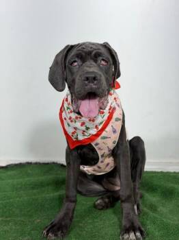 Cherry-One of our Amazing Rescue Dogs -  Cane Corso and Neapolitan Mastiff Dog for Adoption in Carlsbad, California - Cherry-One Of Our Amazing Rescue Dogs | PetCurious