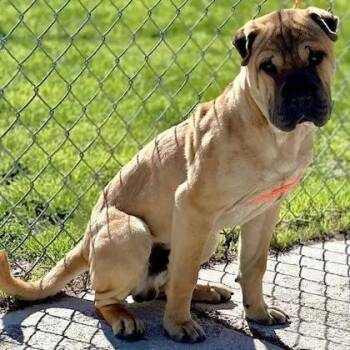 Shar Pei and Mixed Breed Dogs Available for Adoption in Incline Village, Nevada - Muskeg | PetCurious