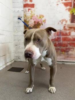Pit Bull Terrier Dogs Available for Adoption in San Bernardino, California - AUGUST | PetCurious