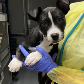 Pit Bull Terrier Dogs Available for Adoption - Muffin | PetCurious