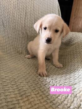 B litter Brooke -  Golden Retriever and Labrador Retriever Dog for Adoption in Semmes, Alabama - B Litter Brooke | PetCurious