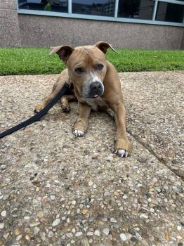 Pit Bull Terrier Dogs Available for Adoption - Paxton | PetCurious