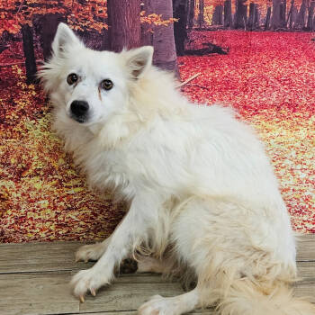 Rescue American Eskimo Dog Dogs for Adoption in Normal, Illinois - Jammy | PetCurious
