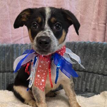 Tara -  Rat Terrier Dog for Adoption in Wiggins, Mississippi - Tara | PetCurious