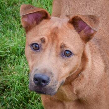Butterfly -  German Shepherd Dog and Patterdale Terrier Fell Terrier Dog for Adoption in Huntley, Illinois - Butterfly | PetCurious