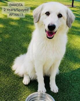 Dakota -  Great Pyrenees Dog for Adoption in Wilmington, North Carolina - Dakota | PetCurious
