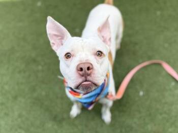 Picasso -  Mixed Breed Dog for Adoption in New York, New York - Picasso | PetCurious