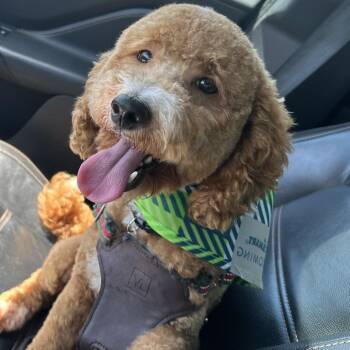 Poodle and Mixed Breed Dogs Available for Adoption in Matteson, Illinois - Cooper | PetCurious