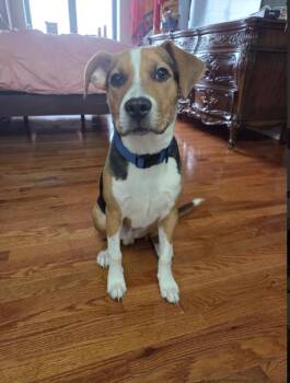 Miles -  Beagle Dog for Adoption in Chicago, Illinois - Miles | PetCurious