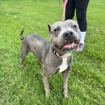 Dee Dee -  Terrier Dog for Adoption in Ontario, Ohio - Dee Dee | PetCurious